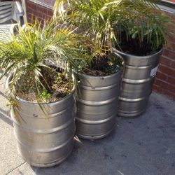 Beer barrels in use as planters.