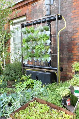 Wall garden with hydroponic system for feeding the plants.