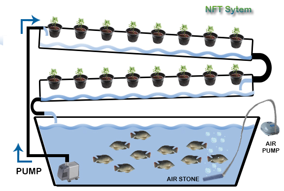 Hydroponics and automatic watering methods.