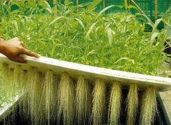 Hydroponics for optimal growth of plant tissue and roots.